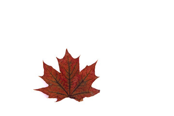 Maple leaves and cones on a white background.