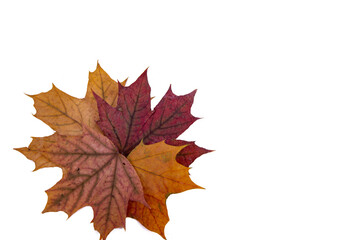 Maple leaves and cones on a white background.