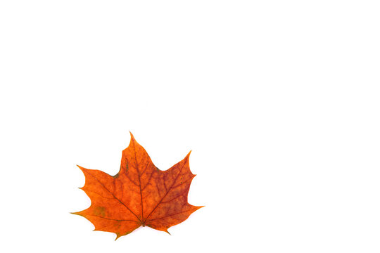 Maple leaves and cones on a white background.