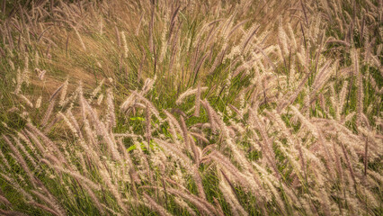 Muhlenbergia capillaris or perennail grass