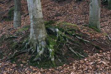 Forstwald, Marburg, Morgenlicht starke Wurzeln mit Moos und Laub