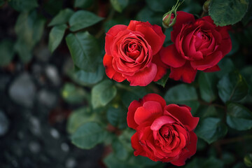 Obraz premium rosier avec rose de couleur rouge, symbole de l'amour