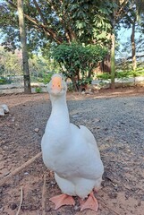 View of a duck in the nursery in the central square of Araras.