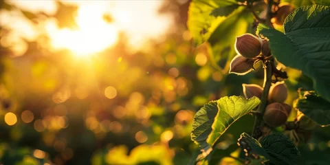 Foto auf Glas As the Sun Sets, a Flourishing Hazelnut Tree Plantation: Organic Farming Yields Fresh, Ripe Hazelnuts, Natures Nutty Delights Loved by Squirrels, Generative AI © Ben