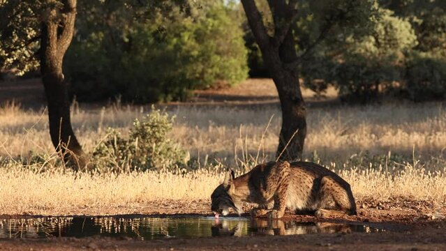 Iberian lynx drinking water, Lynx pardinus, wild cat endemic to Iberian Peninsula in Castilla La Mancha, Spain