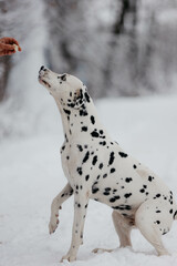 a Dalmatian dog on the street in winter