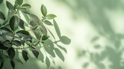 Close-Up of A Green Plant With Leaves