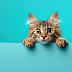 Cat Peeking Out From Behind Blue Wall - Cute Feline Curiously Observing Surroundings