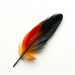 red and black feather