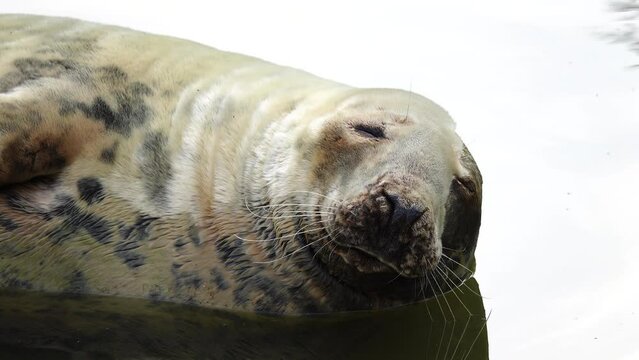 resting seal on a background of water