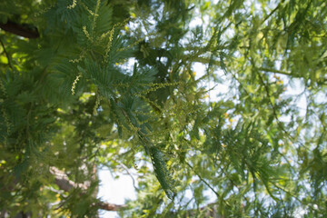  Mimosa tree in winter, before blooming. Mimosa is a tropical tree or bush with yellow flowers. Madrid, Spain