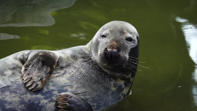 resting seal on a background of water, slow motion