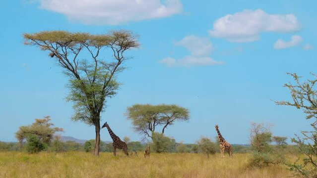 Giraffe Resting Under Tree in Maasai Mara - Serene Wildlife Scene