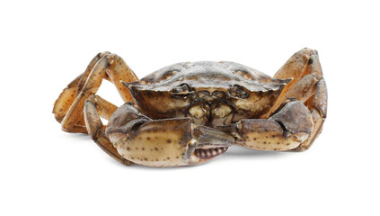 One fresh raw crab isolated on white