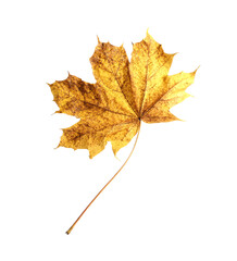 Autumn season. One maple leaf isolated on white