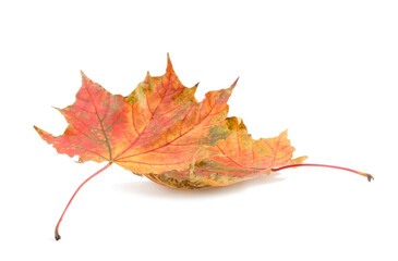 Autumn season. Dry maple leaves isolated on white