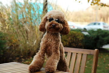 Cute fluffy dog with sunglasses at table in outdoor cafe