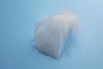 Fluffy white feather on light blue background, closeup