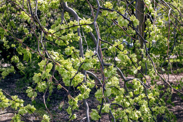 Green leaves on a hop tree in spring