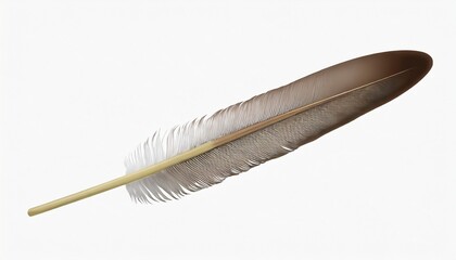 falcon feather isolated on white background