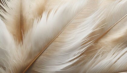 beautiful white brown feather texture background