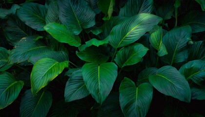 leaves of spathiphyllum cannifolium in the garden abstract green texture nature dark tone background tropical leaf - obrazy, fototapety, plakaty