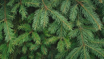 christmas tree nature green background pine branches needles top view december mood concept spruce branch with needle of different varieties
