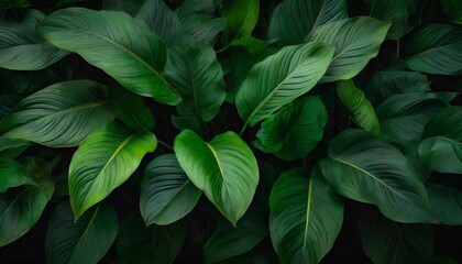 leaves of spathiphyllum cannifolium abstract green texture nature background tropical leaf