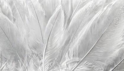 beautiful macro white feather swan pattern texture background