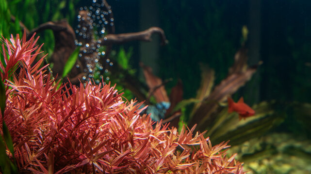 The water plant Rotala indica in freshwater aquarium. Aquascape and aqua design.