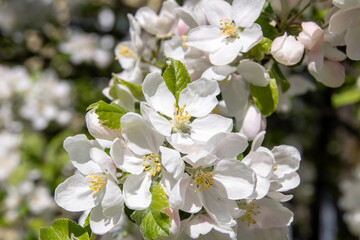 White flowers on branches of apple tree