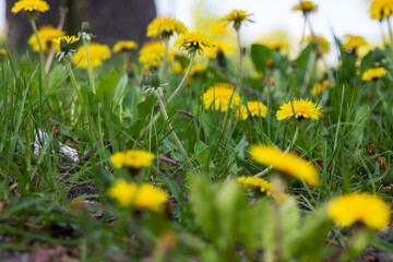 Yellow dandelion flowers in the field