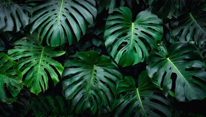 closeup nature view of green monstera and palms leaf background flat lay dark nature concept tropical leaf