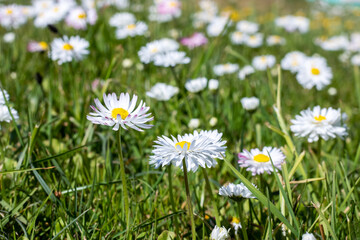 Small daisy flowers among green grass closeup
