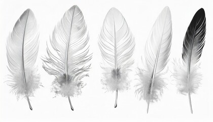 beautiful collection sketching white feather isolated on white background