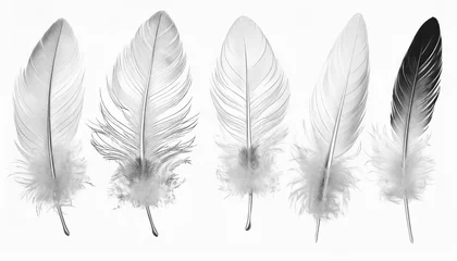 Muurstickers Veren beautiful collection sketching white feather isolated on white background