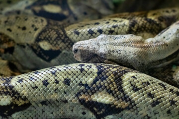 Small brown snake in a terrarium closeup