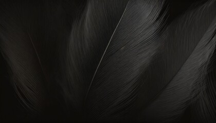 beautiful feather wool dark black with light abstract background - obrazy, fototapety, plakaty
