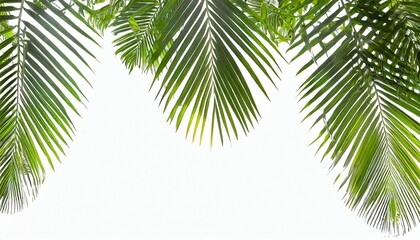 tropical palm leaf isolated on white background summer background - obrazy, fototapety, plakaty