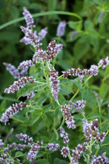 Long-leaved mint (Mentha longifolia) grows in nature