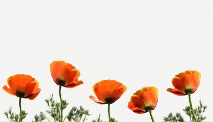 horned poppy flowers on background isolated with copy space