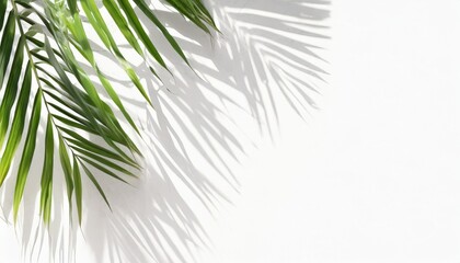 Obraz premium green palm tree leaf shadow white texture wall tropical leaves sunlight reflection background plant branch shade backdrop summer nature frame floral pattern foliage border decoration copy space