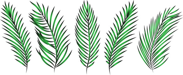 Set of palm branches. Vector illustration. - obrazy, fototapety, plakaty