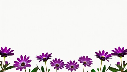 osteospermum flowers on background isolated with copy space