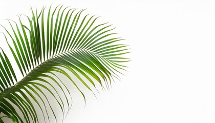 tropical palm leaf isolated on white background summer background