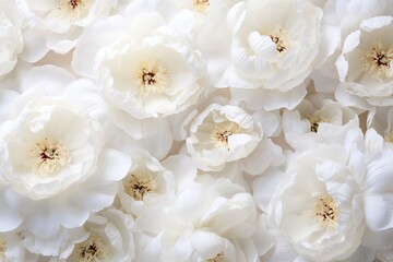 Fototapeta na wymiar Background of white peony flowers