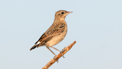 red backed shrike
