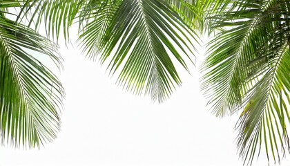 tropical palm leaf isolated on white background coconut leaves for summer background - obrazy, fototapety, plakaty