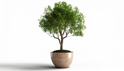 tree in a pot isolated