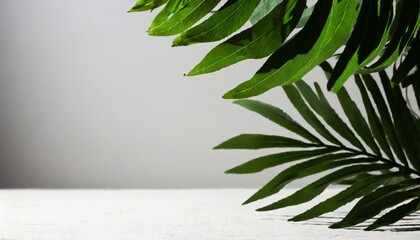 blurred shadow from leaves plants on the white wall minimal abstract background for product presentation spring and summer